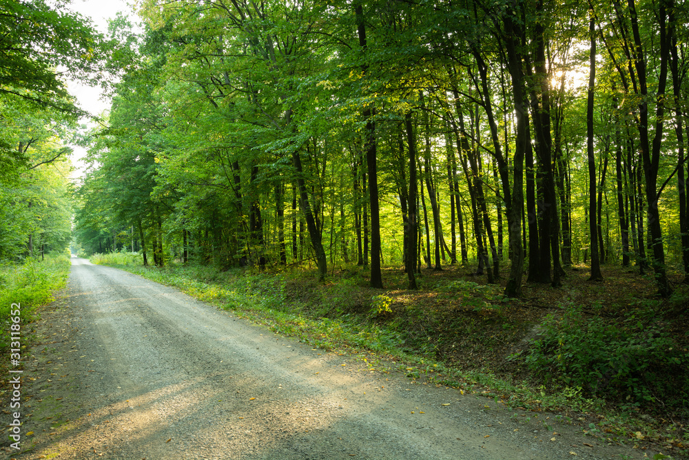 Fototapeta premium Road through a green forest, view on a sunny day