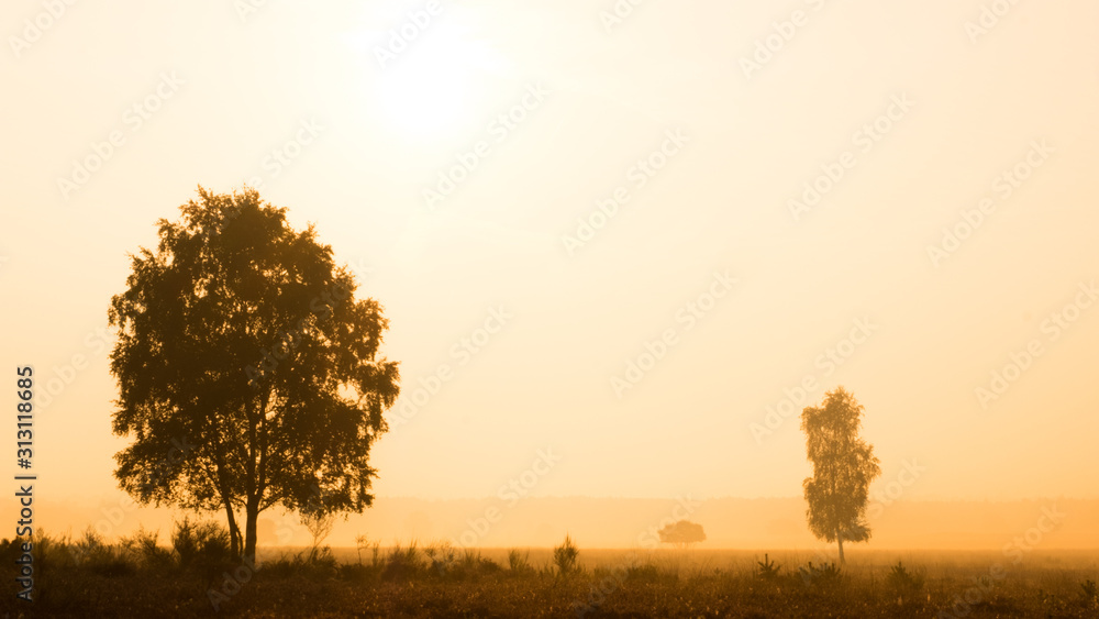 Misty golden skies over open heathland at sunrise in Hilversum Misty golden skies over open heathland at sunrise in Hilversum