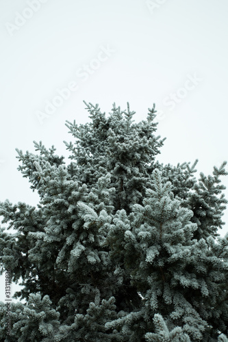 Hoar frost on a winter day