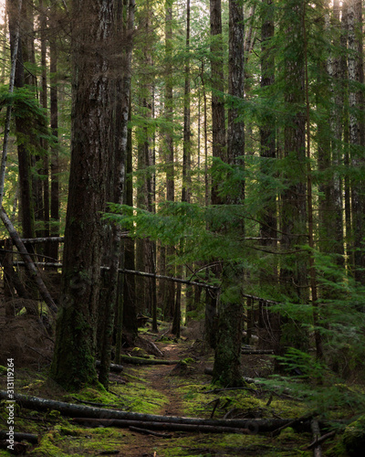 Mossy forest