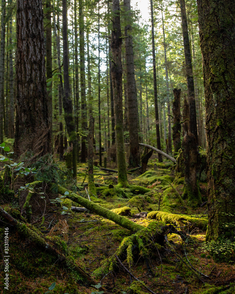 Fototapeta premium Mossy forest