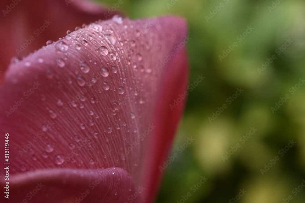 Regentropfen auf Tulpe