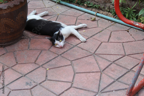 Photography cat in bangkok (thailand)