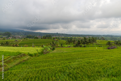 Rice Terraces  coconut palms and banana trees on a rainy day in Jatiluwih  in Central Bali  Indonesia.