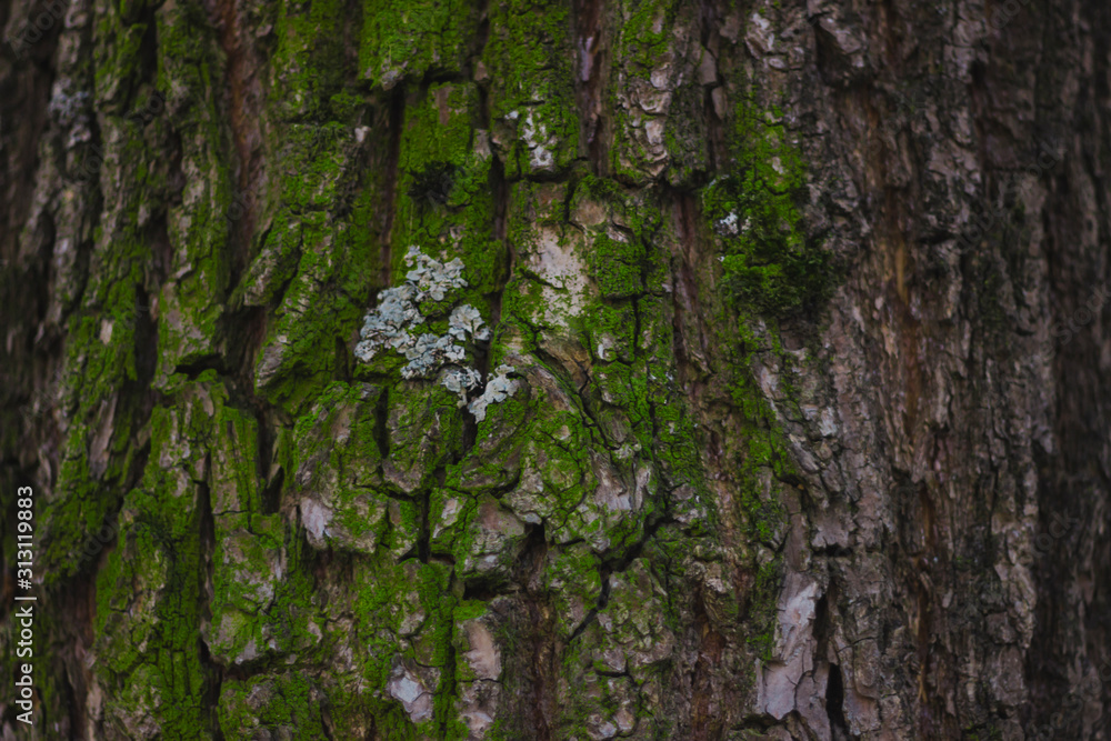 bark of a tree