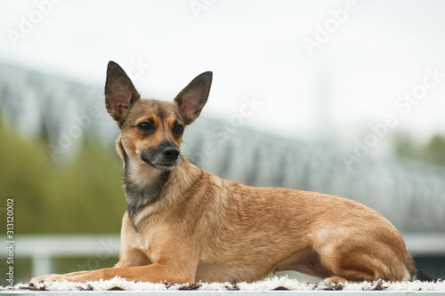 Lying dog breed coated Peruvian Hairless Dog, (Peruvian Inca Orchid, Hairless Inca Dog, Viringo, Calato, Mexican Hairless Dog) photo