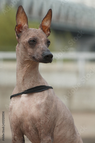 Portrait of a dog breed Peruvian Hairless Dog (Inca Peruvian Orchid, Inca Hairless Dog, Virigo, Calato, Mexican Hairless Dog) photo