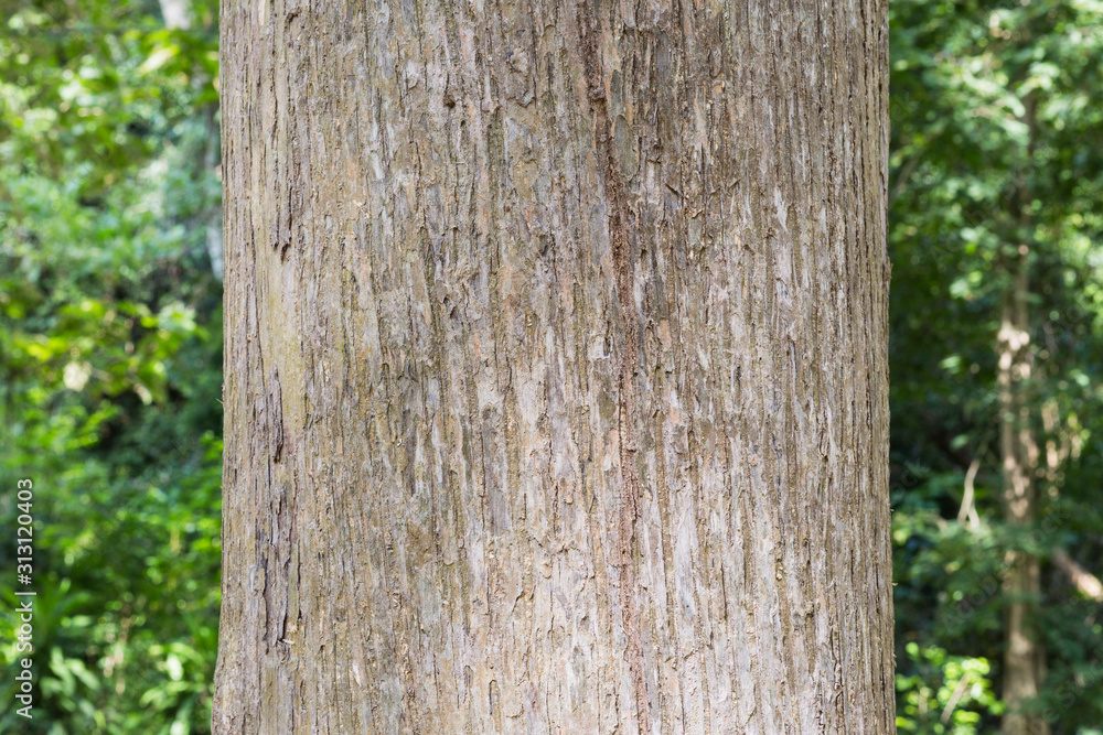 Teak tree in the forest with blurred background