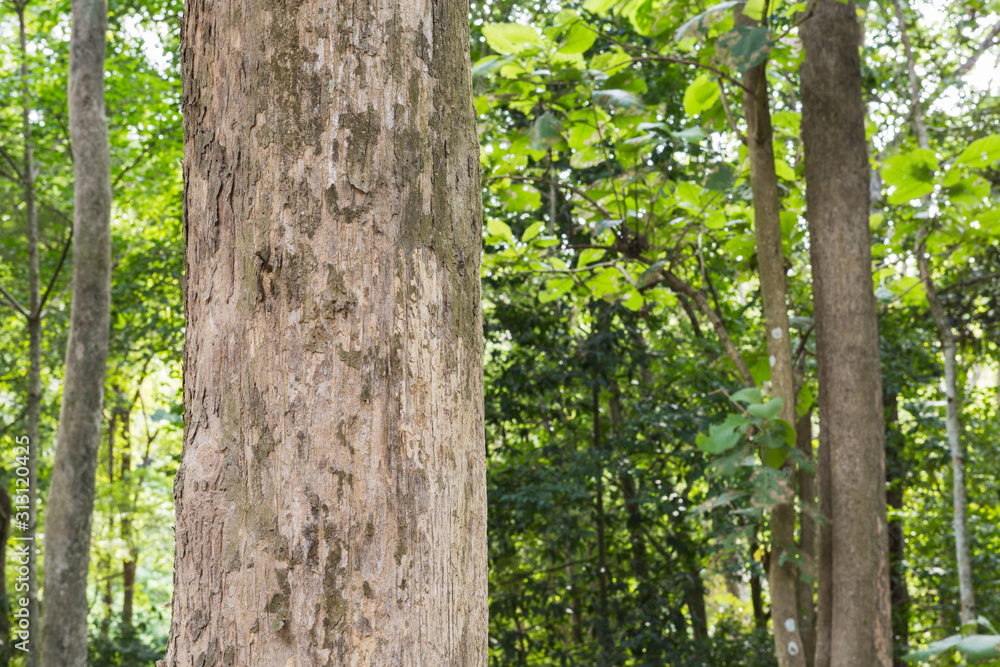 Teak tree in the forest with blurred background