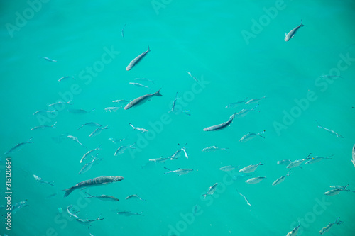 Clear surface Shoal of fish in seawater, many sea fishes top view, fry, sea water surface, small fish on the surface of the sea water aquamarine azure reflection turquoise blue animals in wilde life