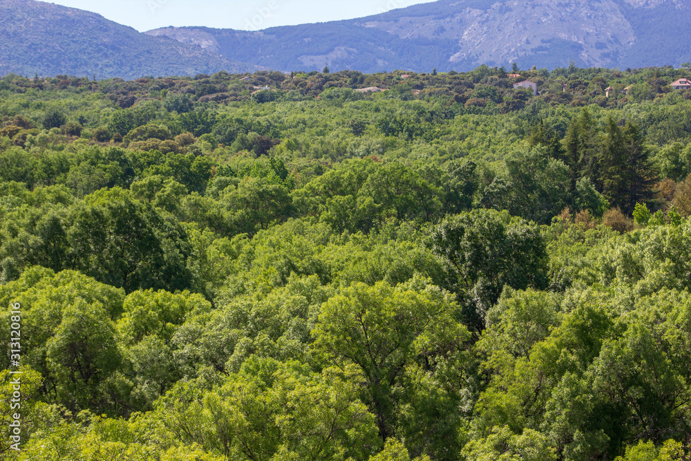 Obraz premium Bosque en la montaña