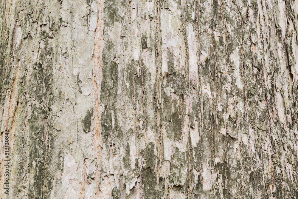 Old Teak tree bark very detailed texture background Old Teak tree bark very detailed texture background