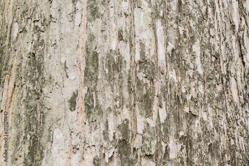 Fototapeta Naklejka Na Ścianę i Meble -  Old Teak tree bark very detailed texture background