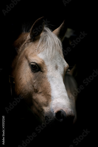Fototapeta Naklejka Na Ścianę i Meble -  pony horse
