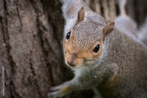 Close up of a grey squirrel looking directly at camera © Nigel Wiggins