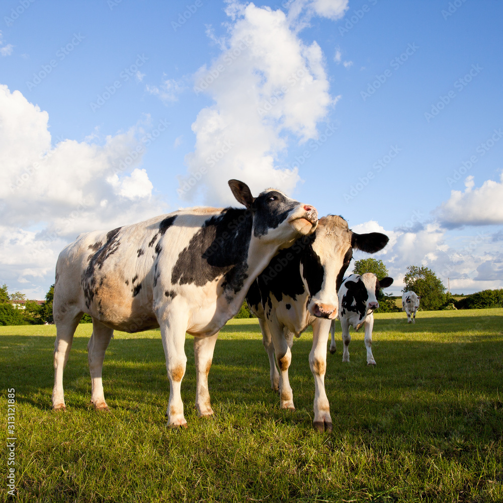 Vache laitière en campagne.