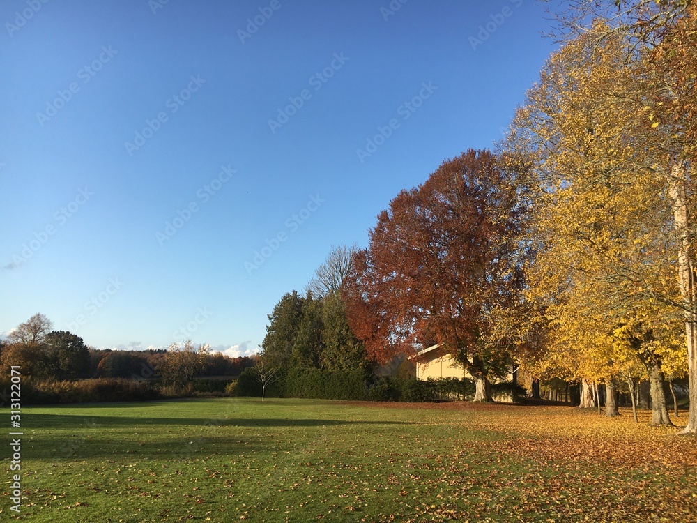 autumn in the park