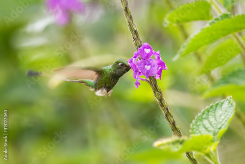 Booted Racquet-tail - Ocreatus underwoodii, beautiful long-tailed special hummingbird from Andean slopes of South America, Mindo, Ecuador.