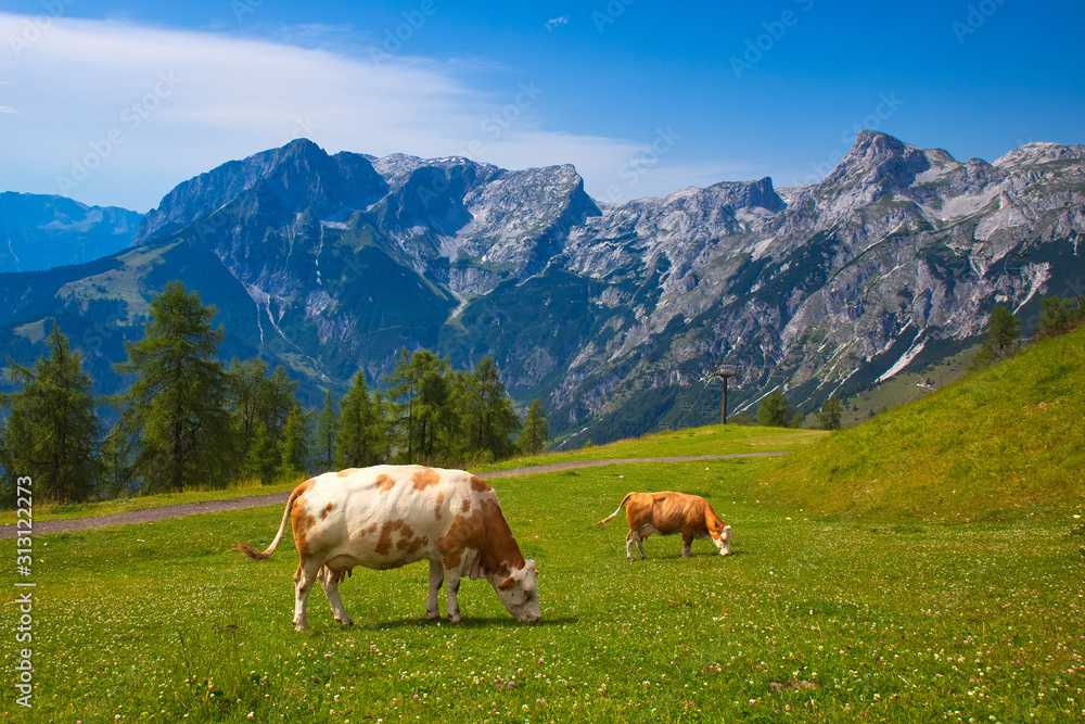 cows on pasture in alps
