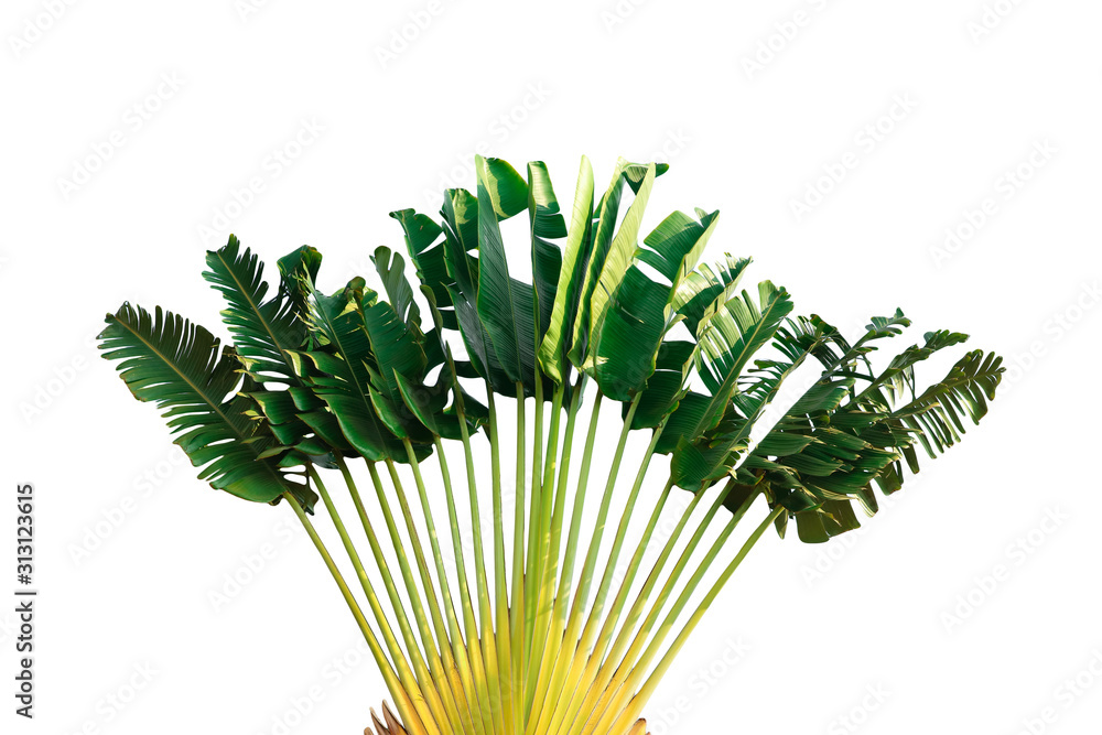 Ravenala madagascariensis isolated on white background clipping paths ...
