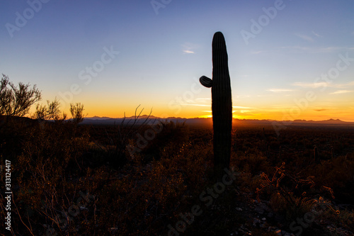 Cactus Waving Goodnight at Saguaro National Park, Arizona