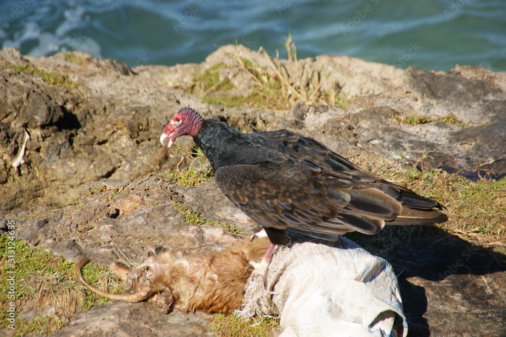 Turkey Vulture. Living in Cuba Turkey Vulture eat carrion Turkey Vulture. Living in Cuba Turkey Vulture eat carrion