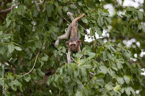 Vervet monkey hanging in a tree