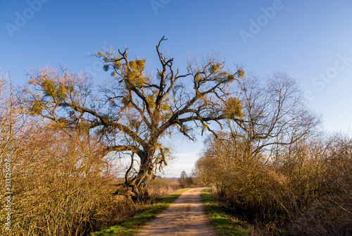 Zalew w Supraślu, grobla, stare drzewa, Podlasie, Polska