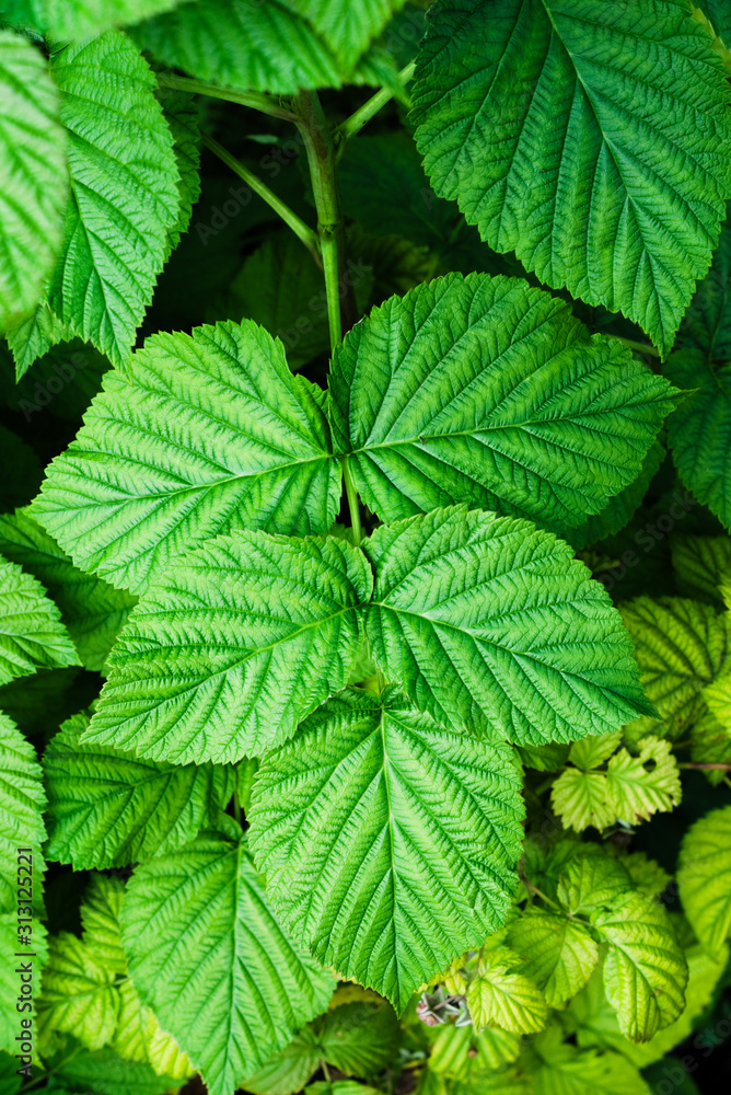 Young thickets of raspberries in the garden. Natural summer background with fresh foliage Young thickets of raspberries in the garden. Natural summer background with fresh foliage