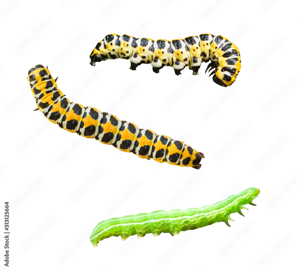 Caterpillars of Lettuce shark (Cucullia lactucae) and Hebrew character (Orthosia gothica) isolated on white background. Insect larva Caterpillars of Lettuce shark (Cucullia lactucae) and Hebrew character (Orthosia gothica) isolated on white background. Insect larva