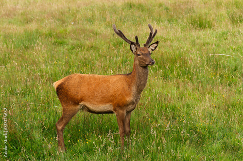 Red Deer juvenile stag latin name Cervus elaphus with new velvet antlers on the Isle of Mull Scotland
