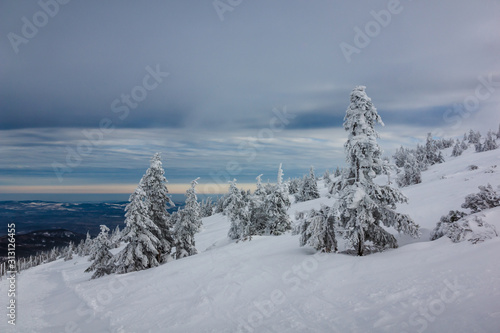 Snow-covered trees in the Giant Mountains, Poland