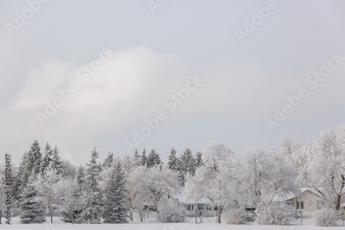 winter landscape with trees and snow