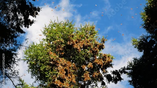 Cluster of monarchs butterflies or Danaus Plexippus on tree limb of fir forest in Atlautla colony at foot of the Popocatepetl volcano, Mexico. Monarchs in flight at sunny day.