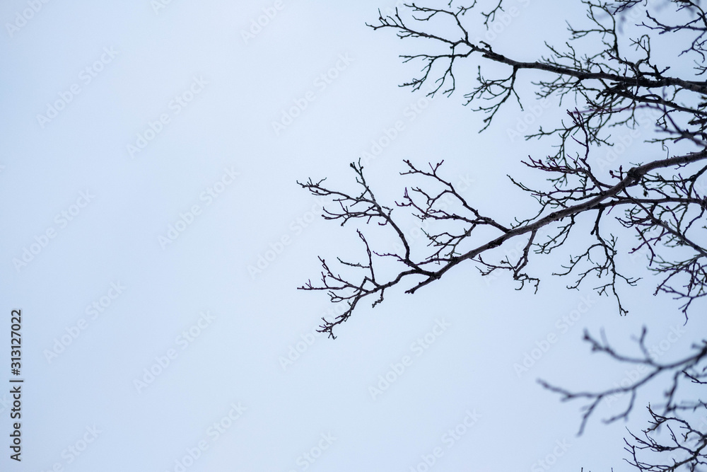 branches against the winter sky on a street of Kiev branches against the winter sky on a street of Kiev