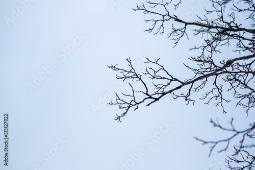 branches against the winter sky on a street of Kiev