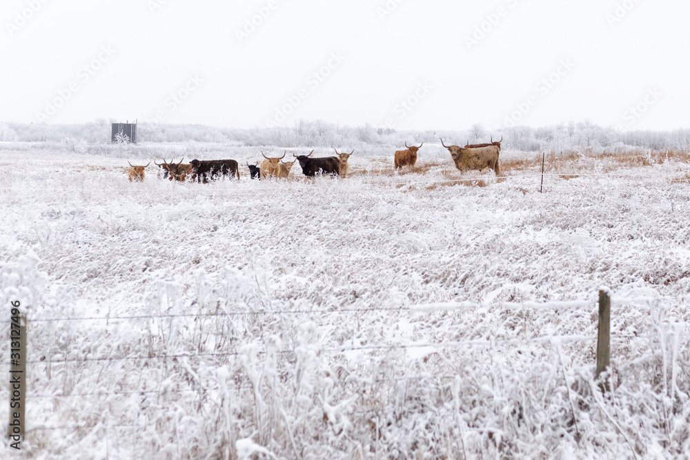 Steer in a snowy winter field Steer in a snowy winter field