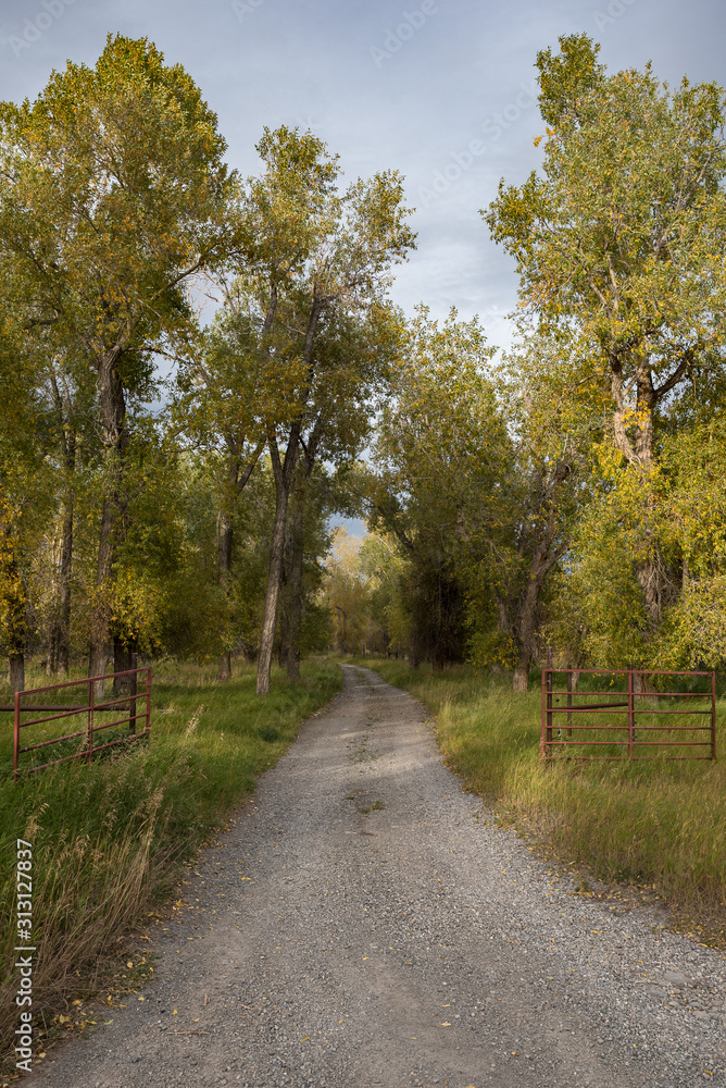 graveled road with open gate and lined by green trees