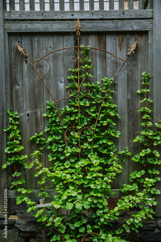 Climbing Hydrangea on Wooden Wall photo