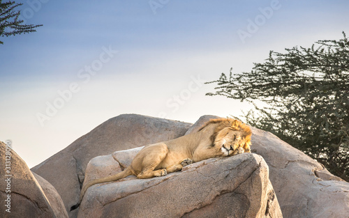 male lion sleeping on rocks in nature