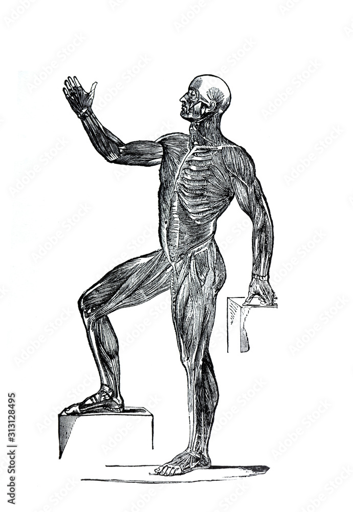 Profile line drawing illustration of a human standing. Profile view of