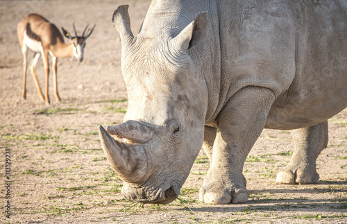 rhinoceros in Al Ain wildlife park 