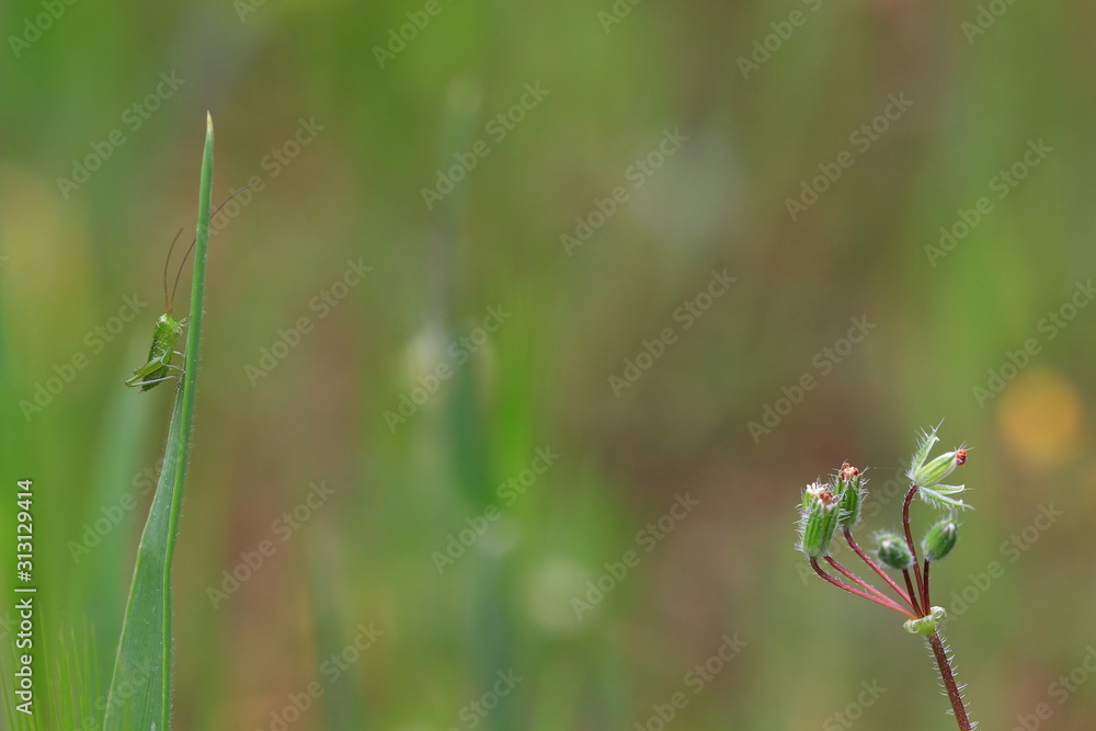 A young great green bush-cricket tries to hide on a blade of grass. A young great green bush-cricket tries to hide on a blade of grass.