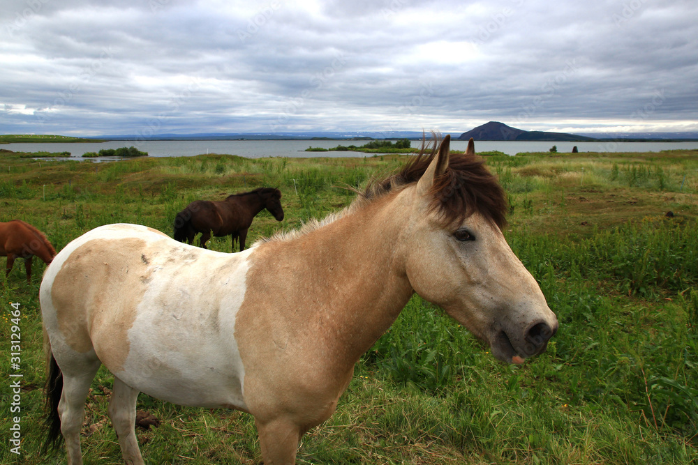 Icelandic horse on the bank of Myvatn lake (Iceland) 