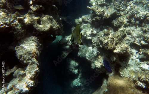 Cuadro en lienzo A bat fish swimming in the sea