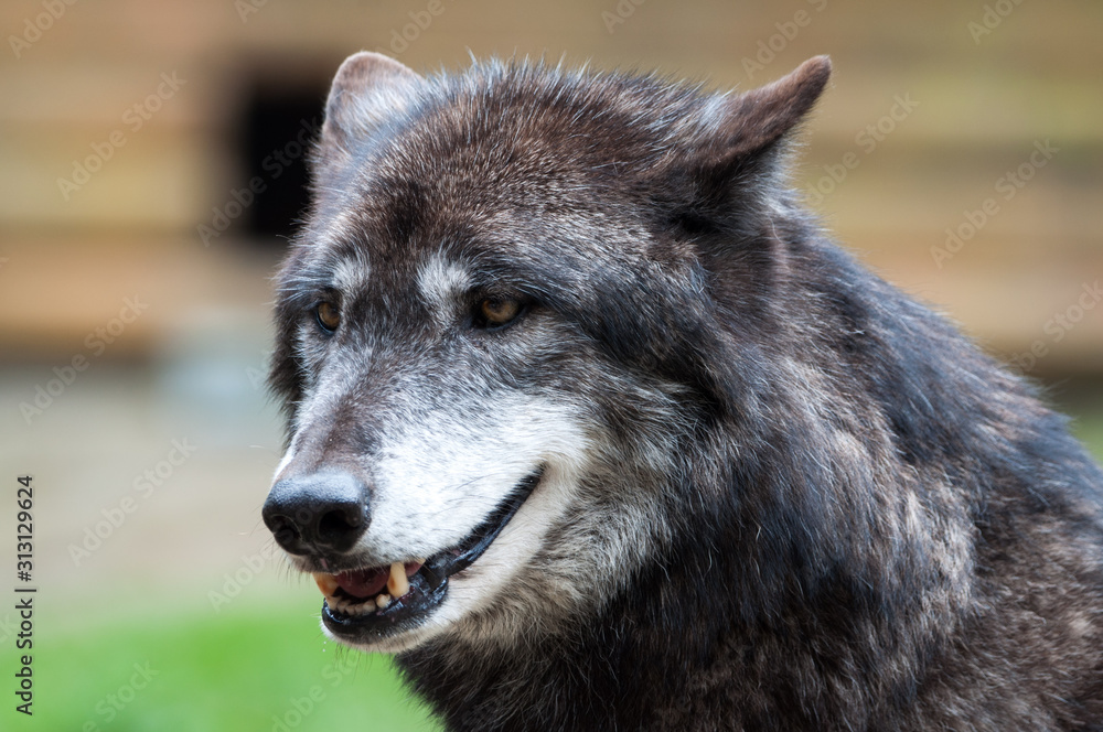 Fototapeta premium Wolf