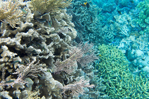 Coral reef with many animals in Togian islands