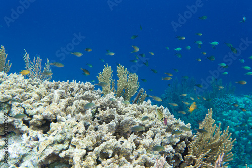 Coral reef with many animals in Togian islands
