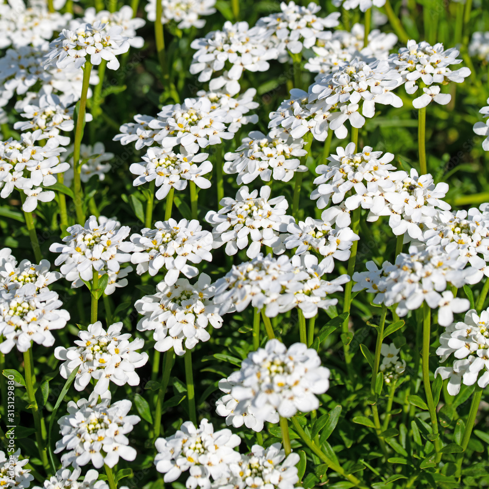 Blühende Schleifenblumen,Iberis, im Frühling Blühende Schleifenblumen,Iberis, im Frühling