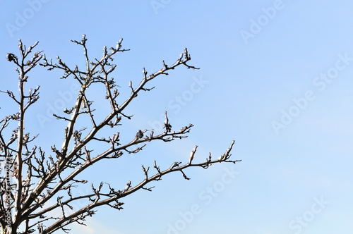 Tree branches without leaves covered in snow